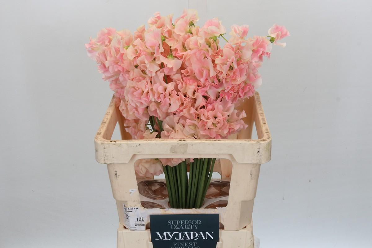 Срезанные цветы оптом Lathyrus od salmon от 50шт из Голландии с доставкой по России