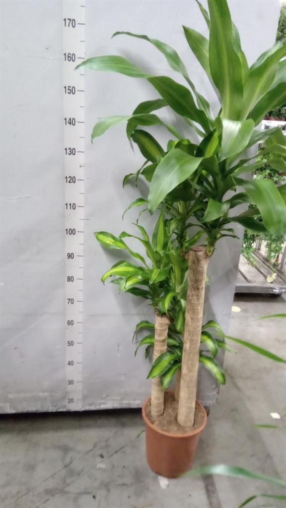 Горшечные цветы и растения оптом Dracaena Frag. massangeana от 1шт из Голландии с доставкой по России