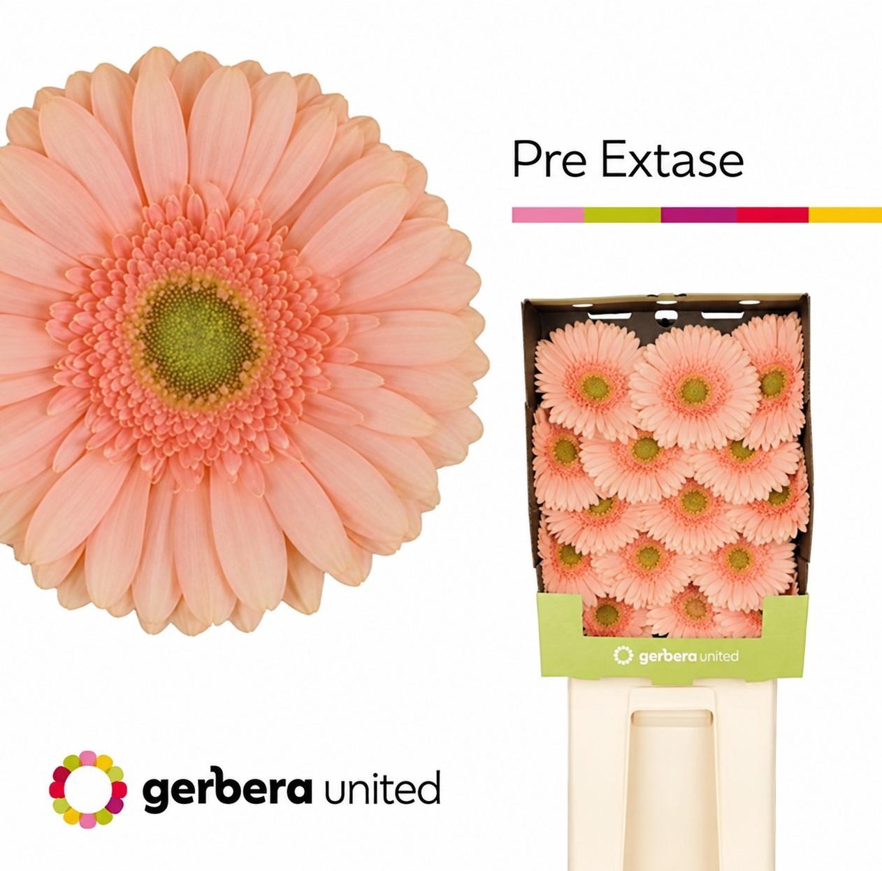 Срезанные цветы оптом Gerbera diamond pre-extase от 30шт из Голландии с доставкой по России