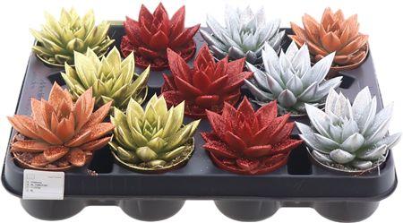 Горшечные цветы и растения оптом Echev Miranda Glitter Mix + Bio Glitter от 11шт (для телеги) из Голландии с доставкой по России