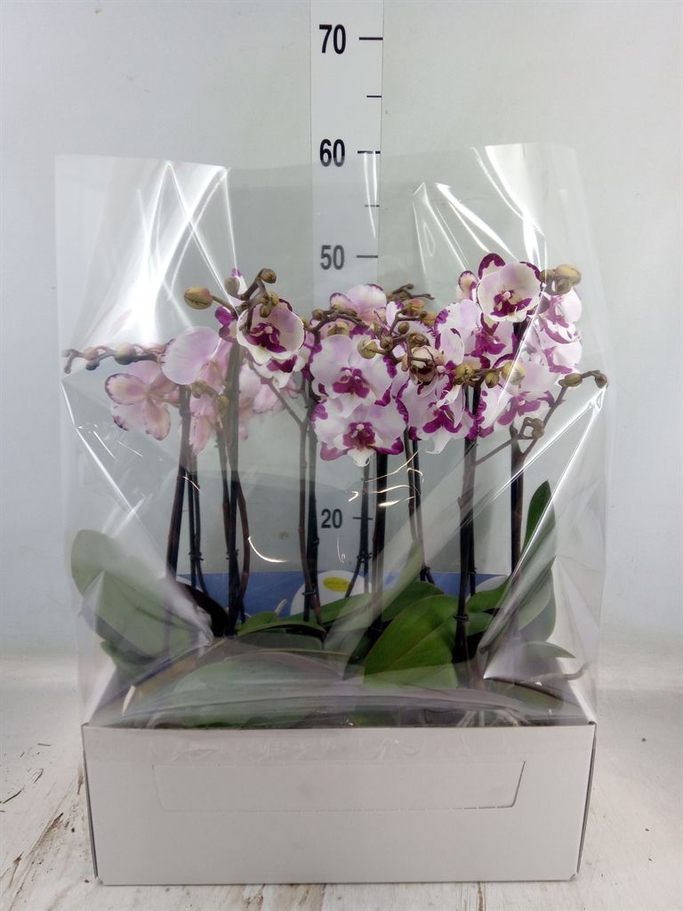 Горшечные цветы и растения оптом Phalaenopsis Multi.   ... от 6шт из Голландии с доставкой по России