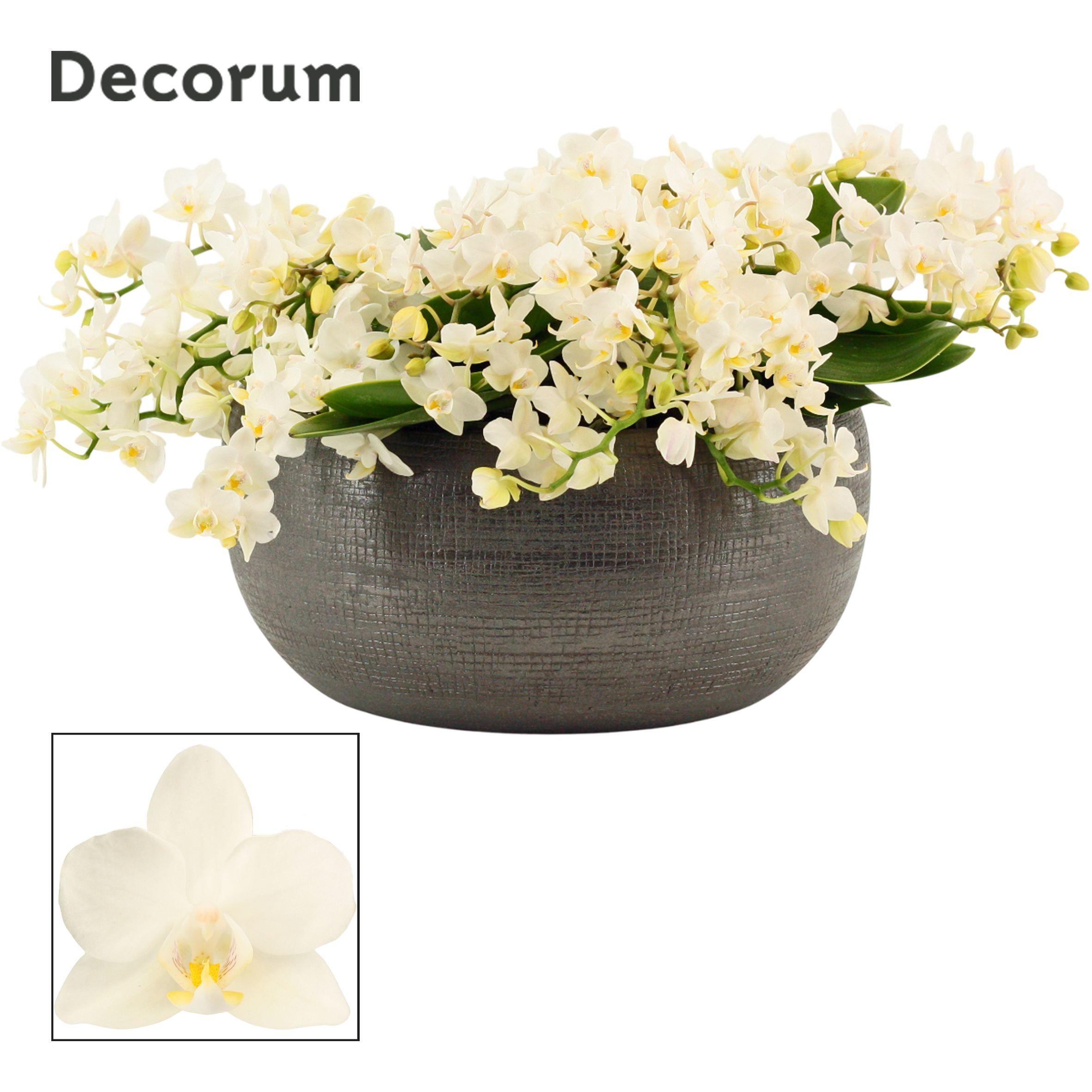 Горшечные цветы и растения оптом Phal Mf An Nazare от 1шт из Голландии с доставкой по России