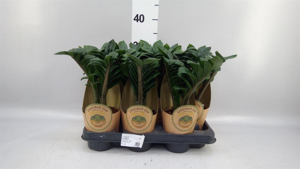 Горшечные цветы и растения оптом Zamioculcas Zamiifolia zenzi A от 9шт из Голландии с доставкой по России