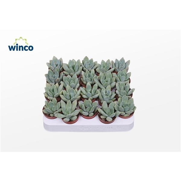 Горшечные цветы и растения оптом Pachyveria Grey Crown от 20шт (для телеги) из Голландии с доставкой по России