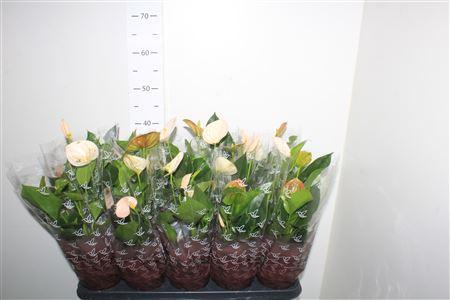 Горшечные цветы и растения оптом Anthu An Perit Pearl 5+ от 10шт из Голландии с доставкой по России