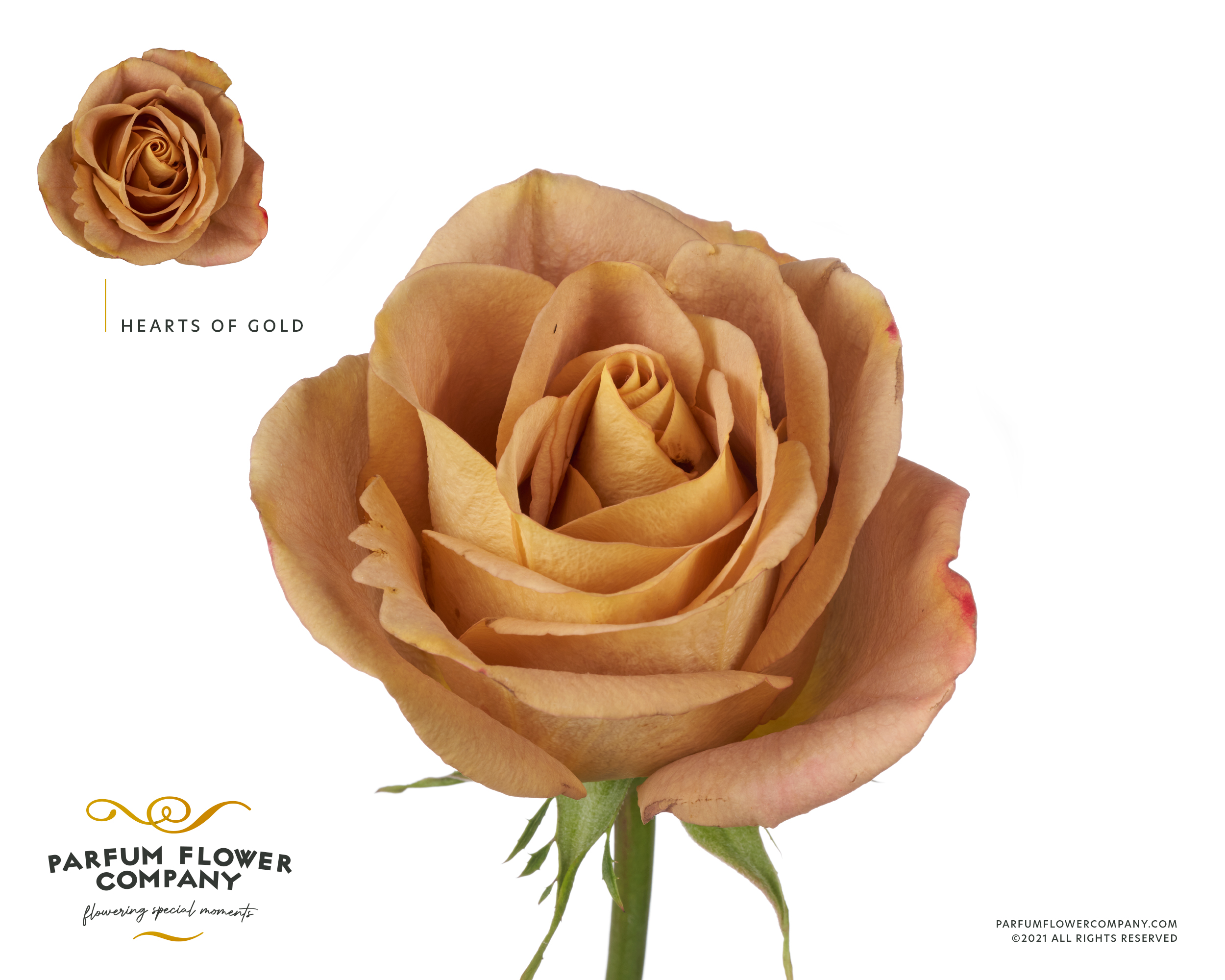 Срезанные цветы оптом Rosa garden hearts of gold от 20шт из Голландии с доставкой по России
