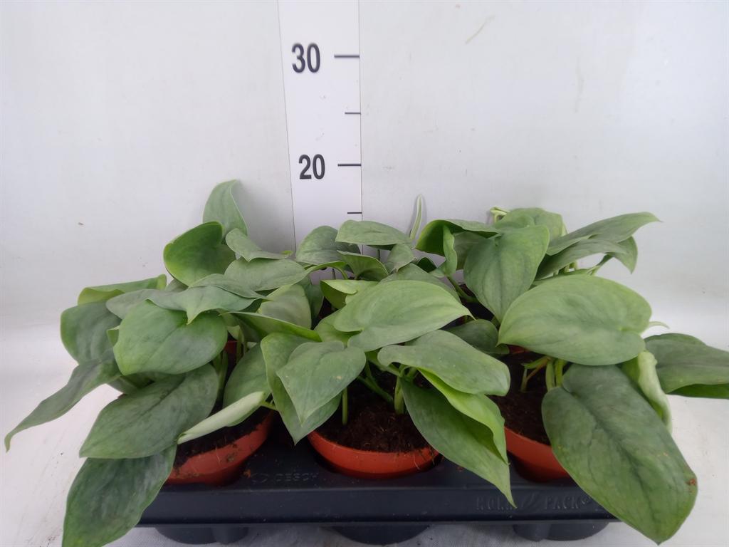 Горшечные цветы и растения оптом Epipremnum   ... от 6шт из Голландии с доставкой по России