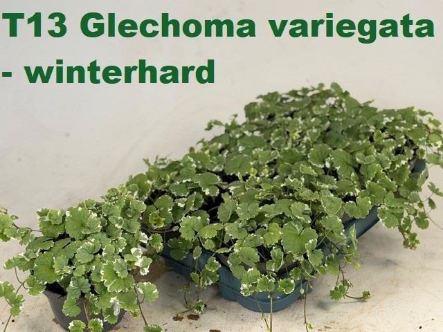 Горшечные цветы и растения оптом Glec Hederacea от 6шт из Голландии с доставкой по России