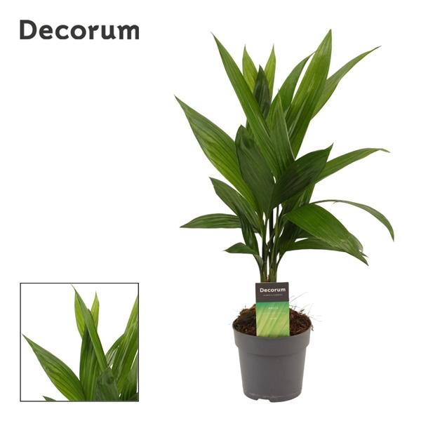 Горшечные цветы и растения оптом Areca Catechu (decorum) от 10шт из Голландии с доставкой по России