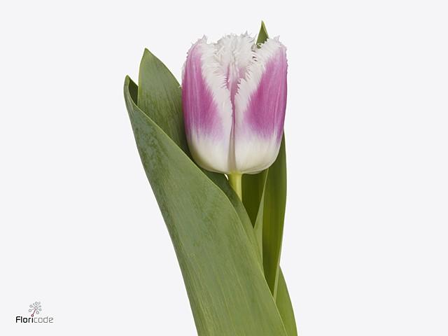 Срезанные цветы оптом Tulipa fr hawaii от 50шт из Голландии с доставкой по России