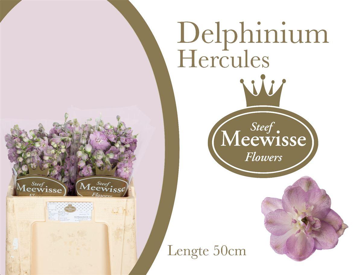 Срезанные цветы оптом Delphinium do el dewi hercules от 40шт из Голландии с доставкой по России
