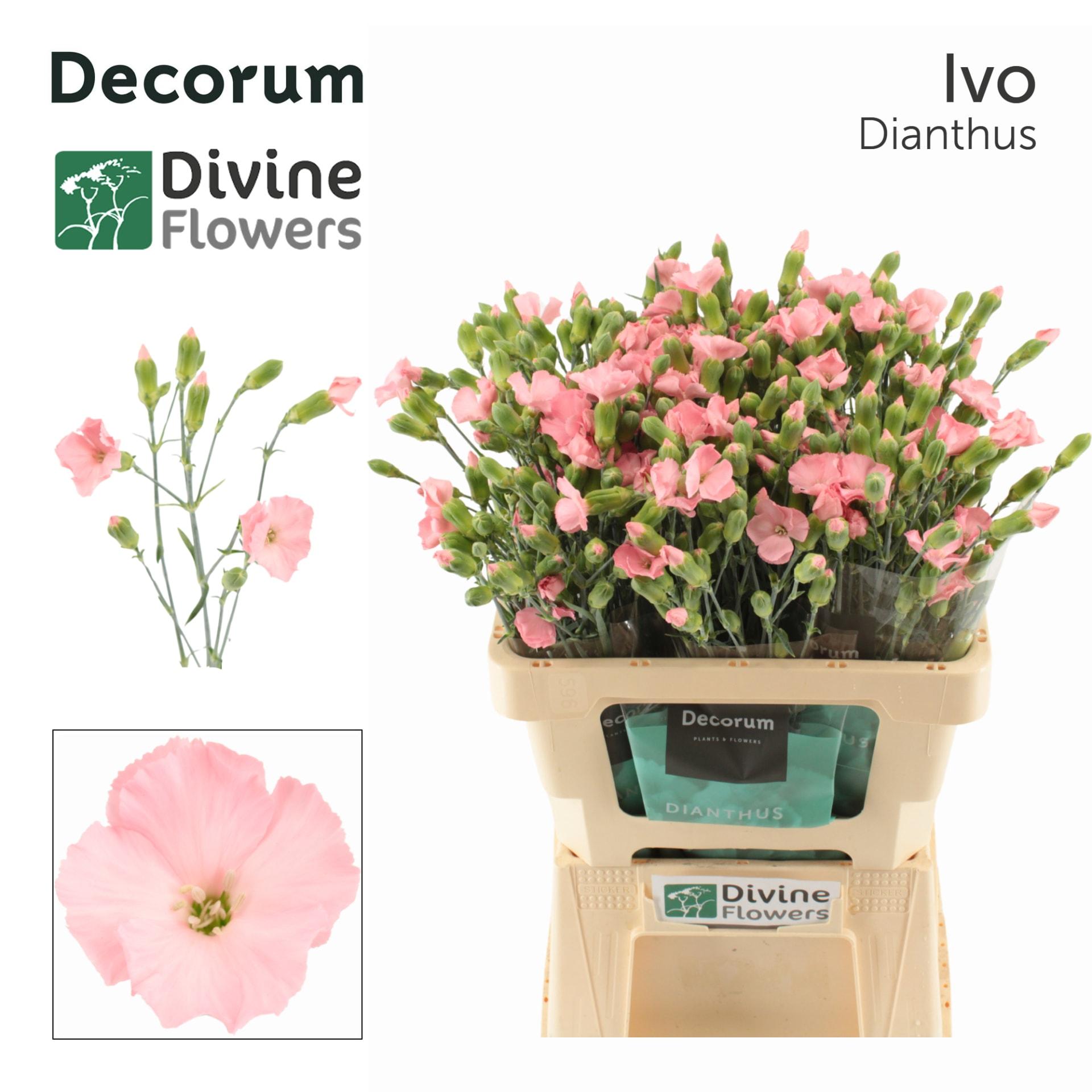 Срезанные цветы оптом Dianthus sp solomio ivo от 60шт из Голландии с доставкой по России