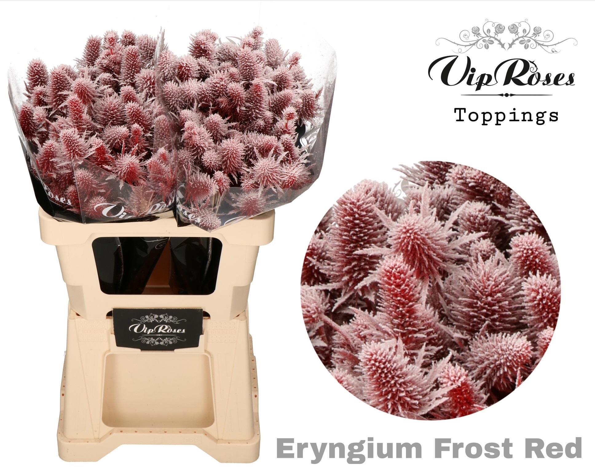 Срезанные цветы оптом Eryngium supernova paint frost red от 20шт из Голландии с доставкой по России