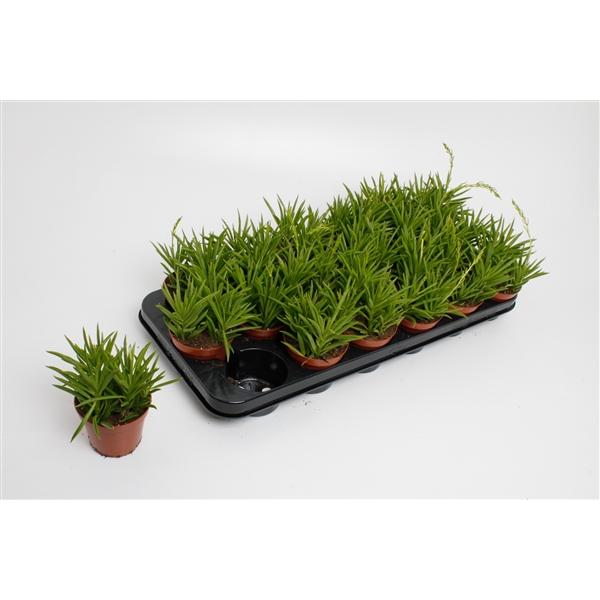 Горшечные цветы и растения оптом Perperomia Happy Bean от 12шт (для телеги) из Голландии с доставкой по России