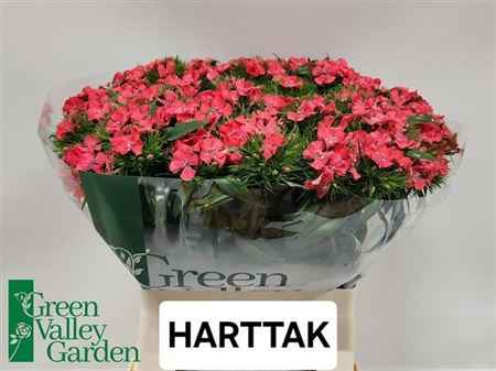 Срезанные цветы оптом Dianthus br sweet will coral от 50шт из Голландии с доставкой по России