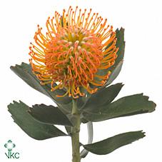 Срезанные цветы оптом Nutans soleil от 30шт из Голландии с доставкой по России