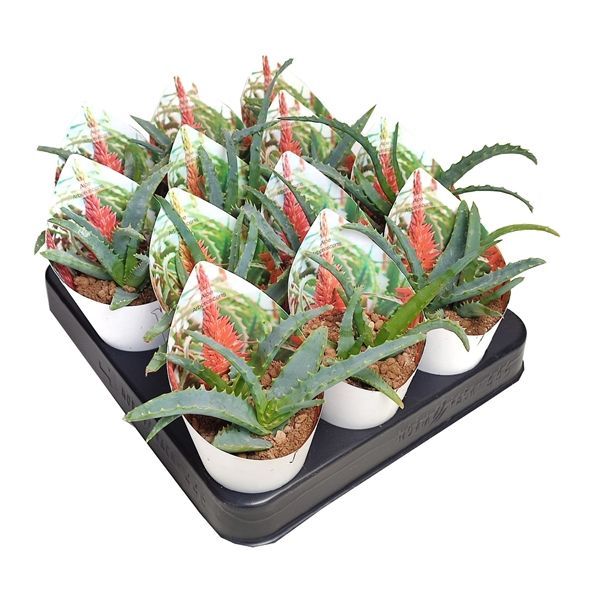 Горшечные цветы и растения оптом Aloe Arborescens Potcover от 12шт из Голландии с доставкой по России