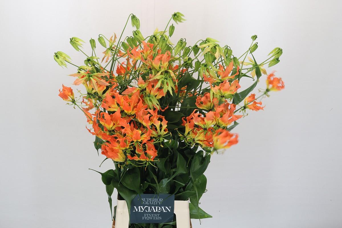 Срезанные цветы оптом Gloriosa orange heart от 20шт из Голландии с доставкой по России