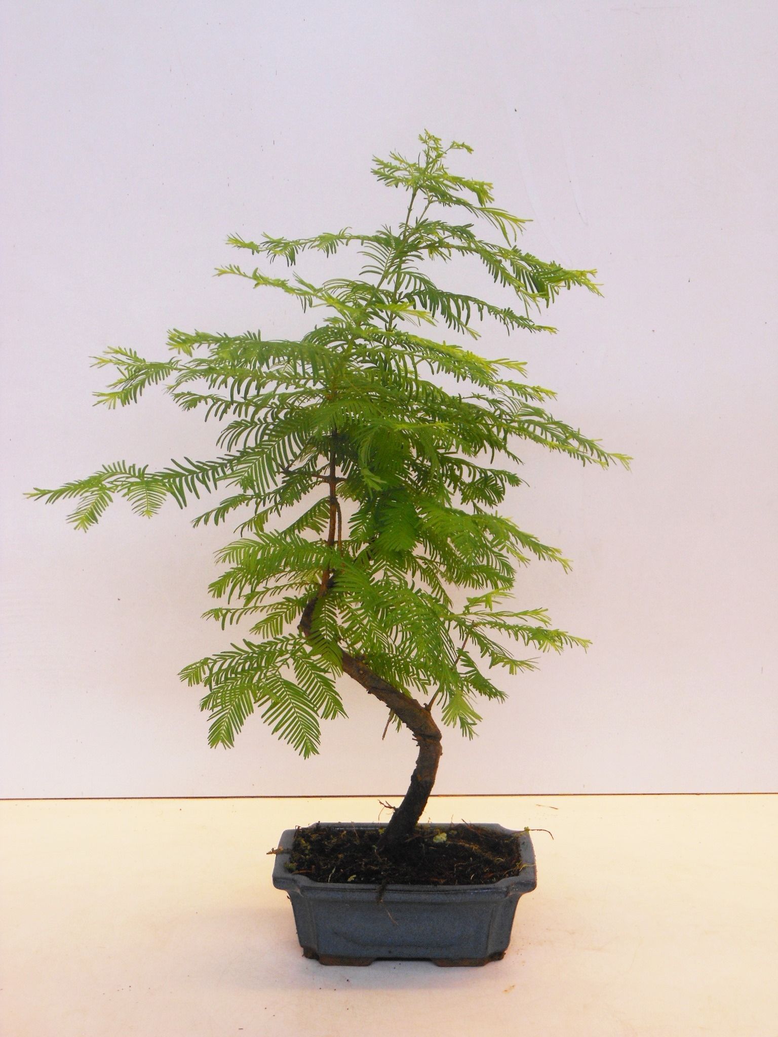 Горшечные цветы и растения оптом Bonsai Metasequoia Glyptostroboides от 6шт из Голландии с доставкой по России