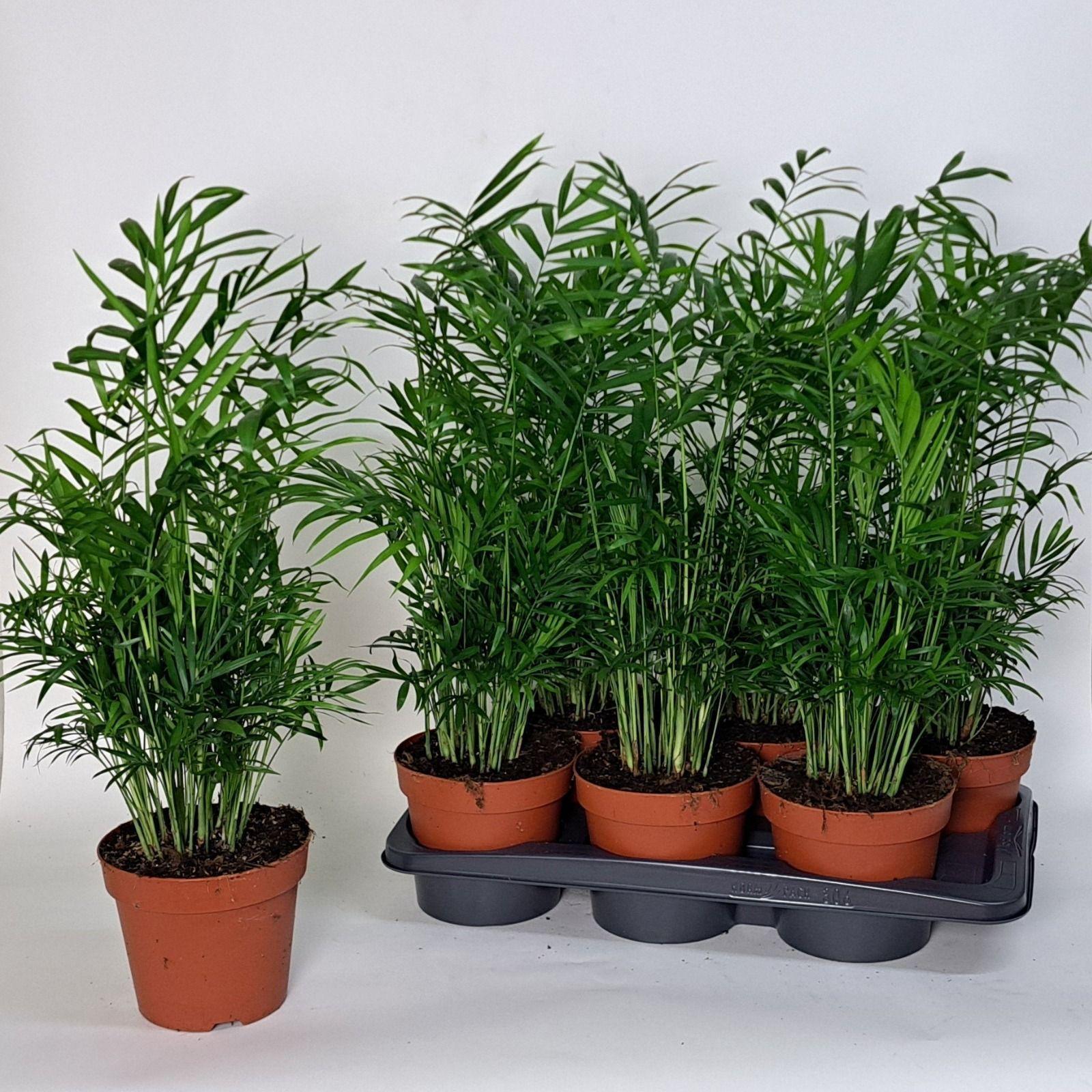 Горшечные цветы и растения оптом Chamaed Elegans от 6шт из Голландии с доставкой по России