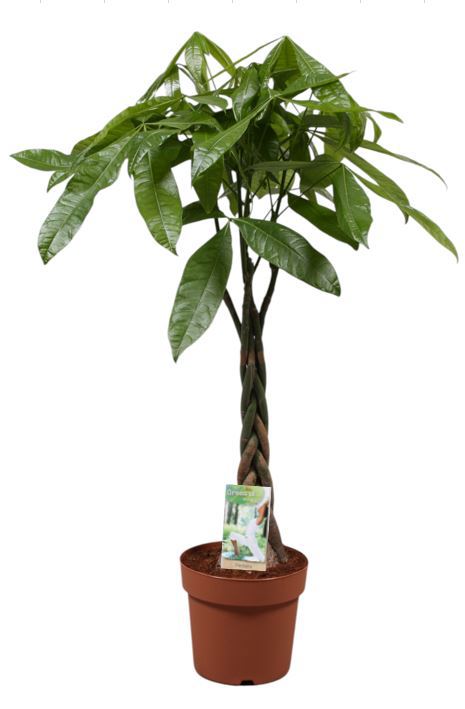 Горшечные цветы и растения оптом Pachira Aquatiqa Twisted Stem от 1шт из Голландии с доставкой по России