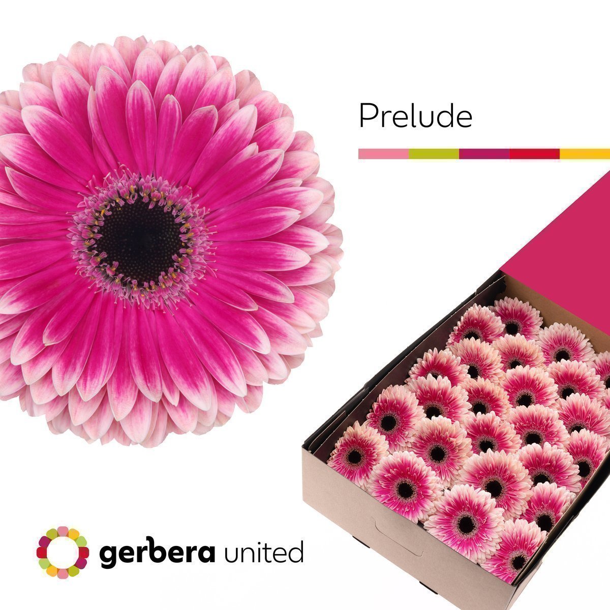 Срезанные цветы оптом Gerbera prelude от 25шт из Голландии с доставкой по России