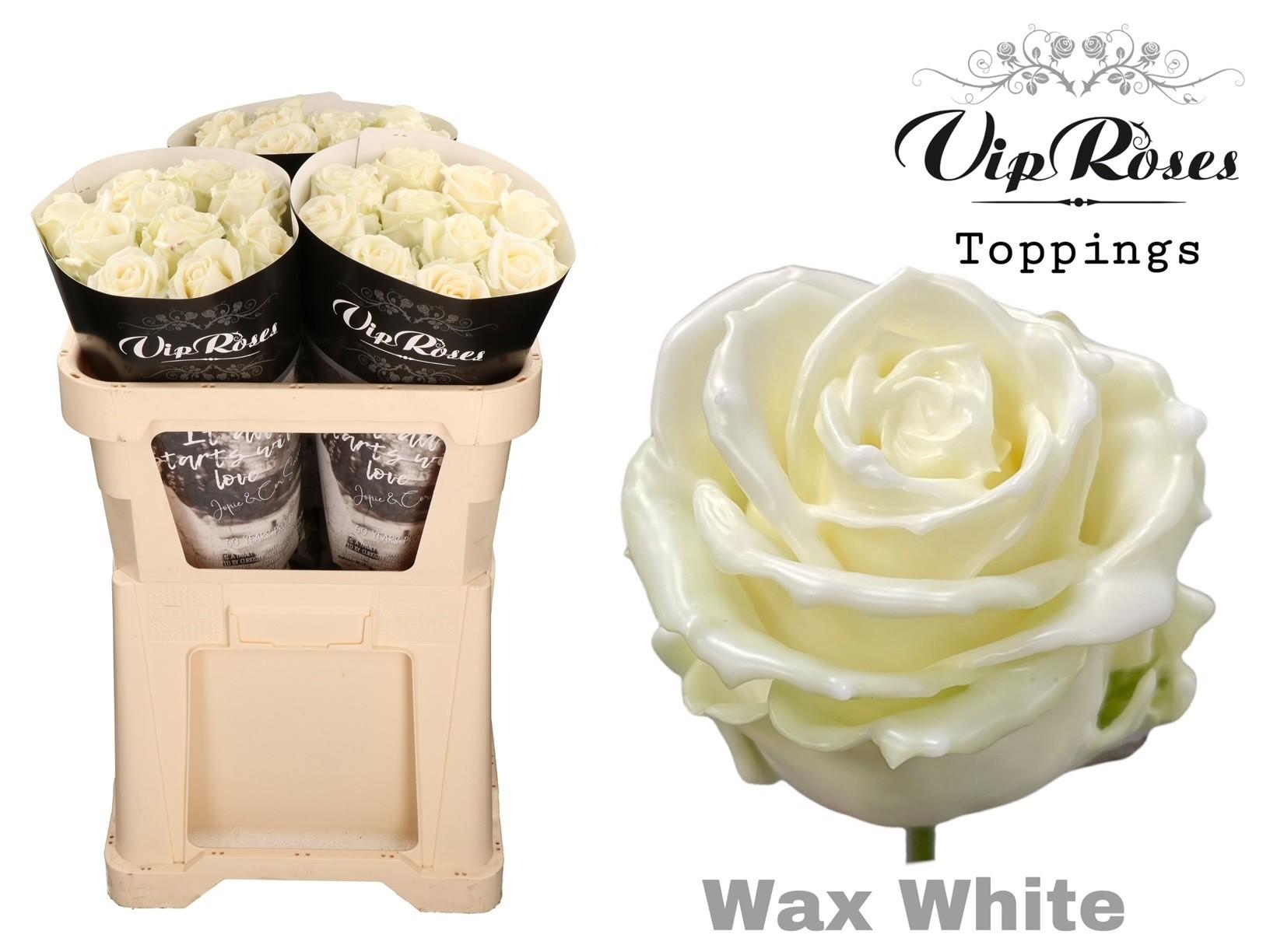 Срезанные цветы оптом Rosa large wax white от 30шт из Голландии с доставкой по России