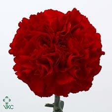 Срезанные цветы оптом Dianthus st grand slam от 80шт из Голландии с доставкой по России