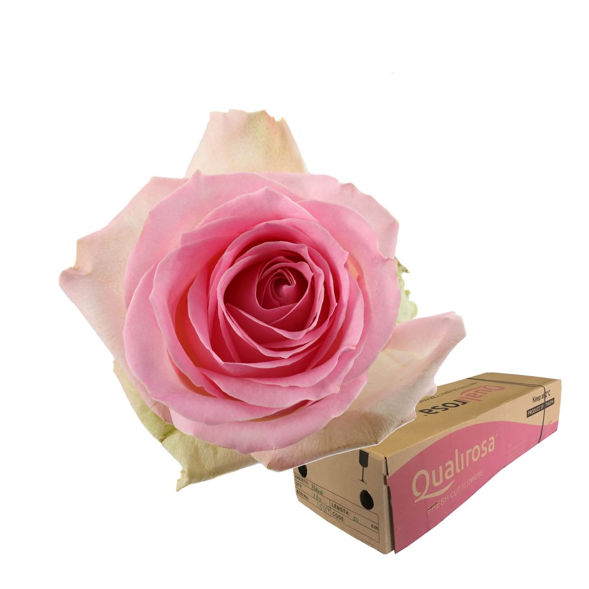 Срезанные цветы оптом Rosa large sorbet avalanche+ от 340шт из Голландии с доставкой по России