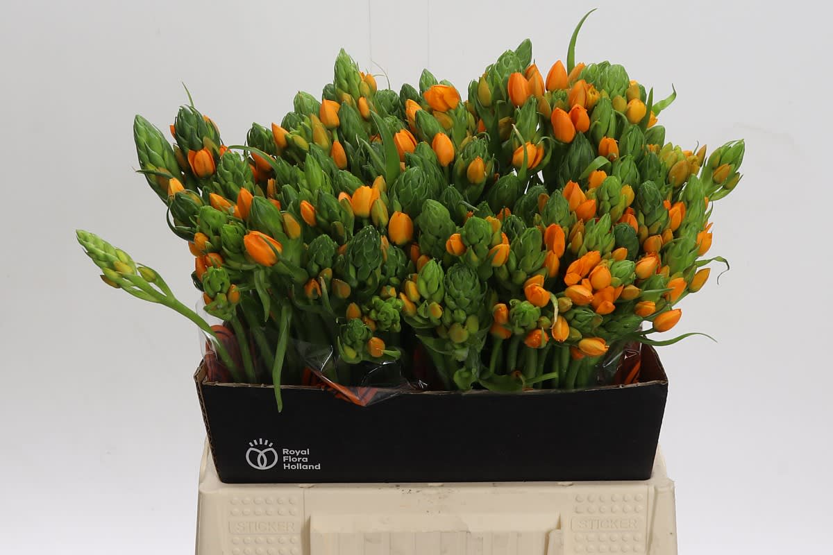 Срезанные цветы оптом Ornithogalum sunshine от 100шт из Голландии с доставкой по России