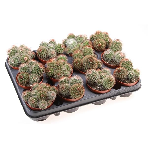 Горшечные цветы и растения оптом Mammillaria Ernestii Red от 12шт (для телеги) из Голландии с доставкой по России