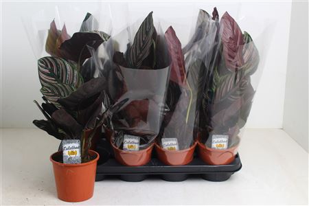 Горшечные цветы и растения оптом Calathea Sanderiana от 8шт из Голландии с доставкой по России