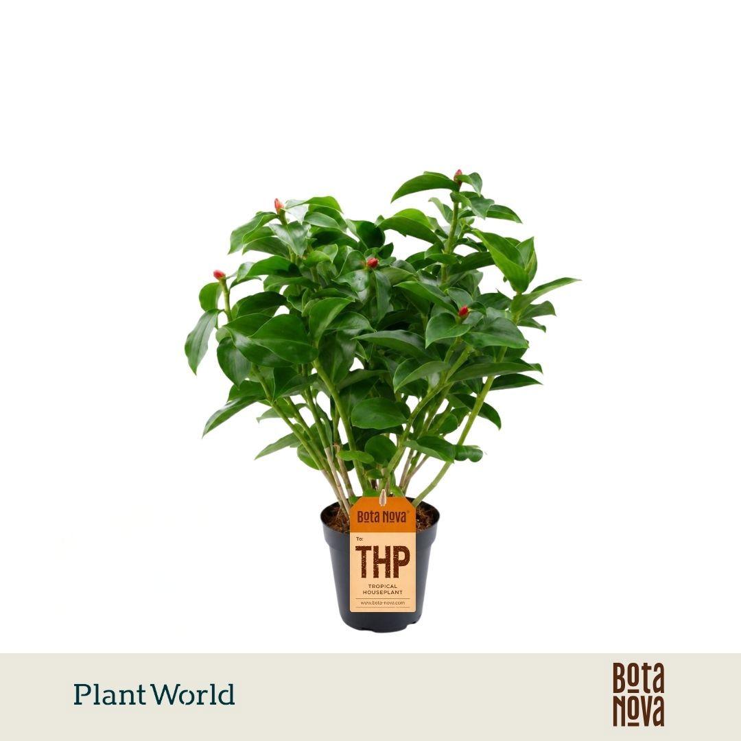 Горшечные цветы и растения оптом Costus Woodsonii от 8шт из Голландии с доставкой по России