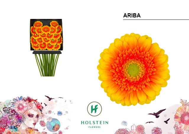 Срезанные цветы оптом Germini diamond ariba от 20шт из Голландии с доставкой по России