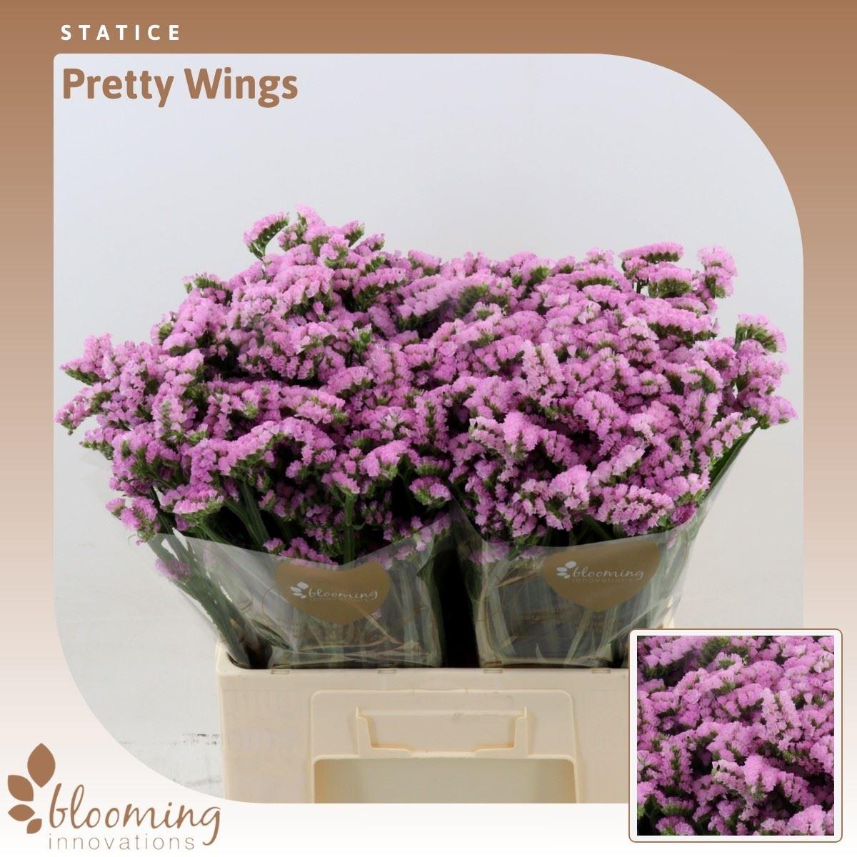 Срезанные цветы оптом Statice pretty wings от 100шт из Голландии с доставкой по России