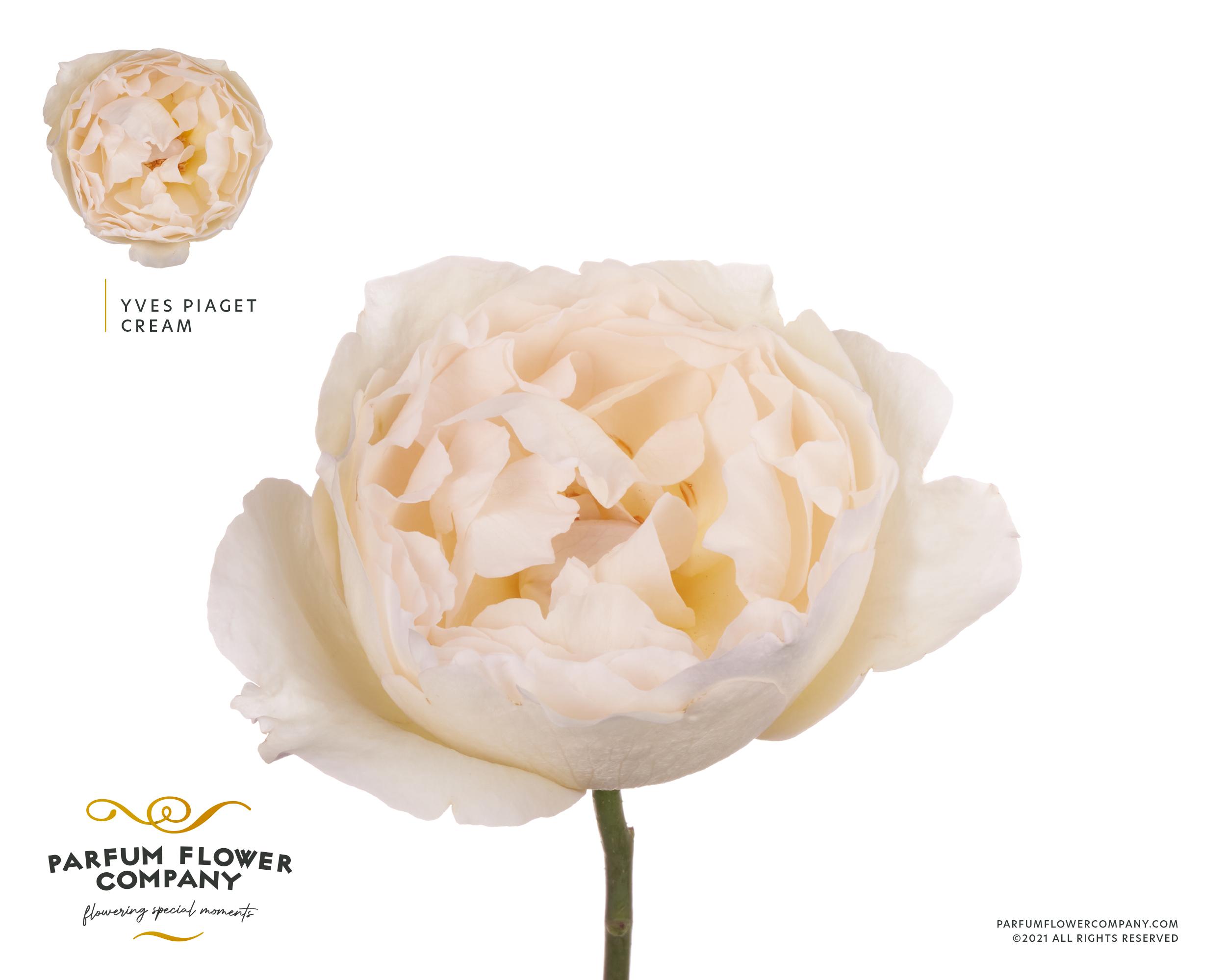 Срезанные цветы оптом Rosa garden yves piaget cream от 24шт из Голландии с доставкой по России