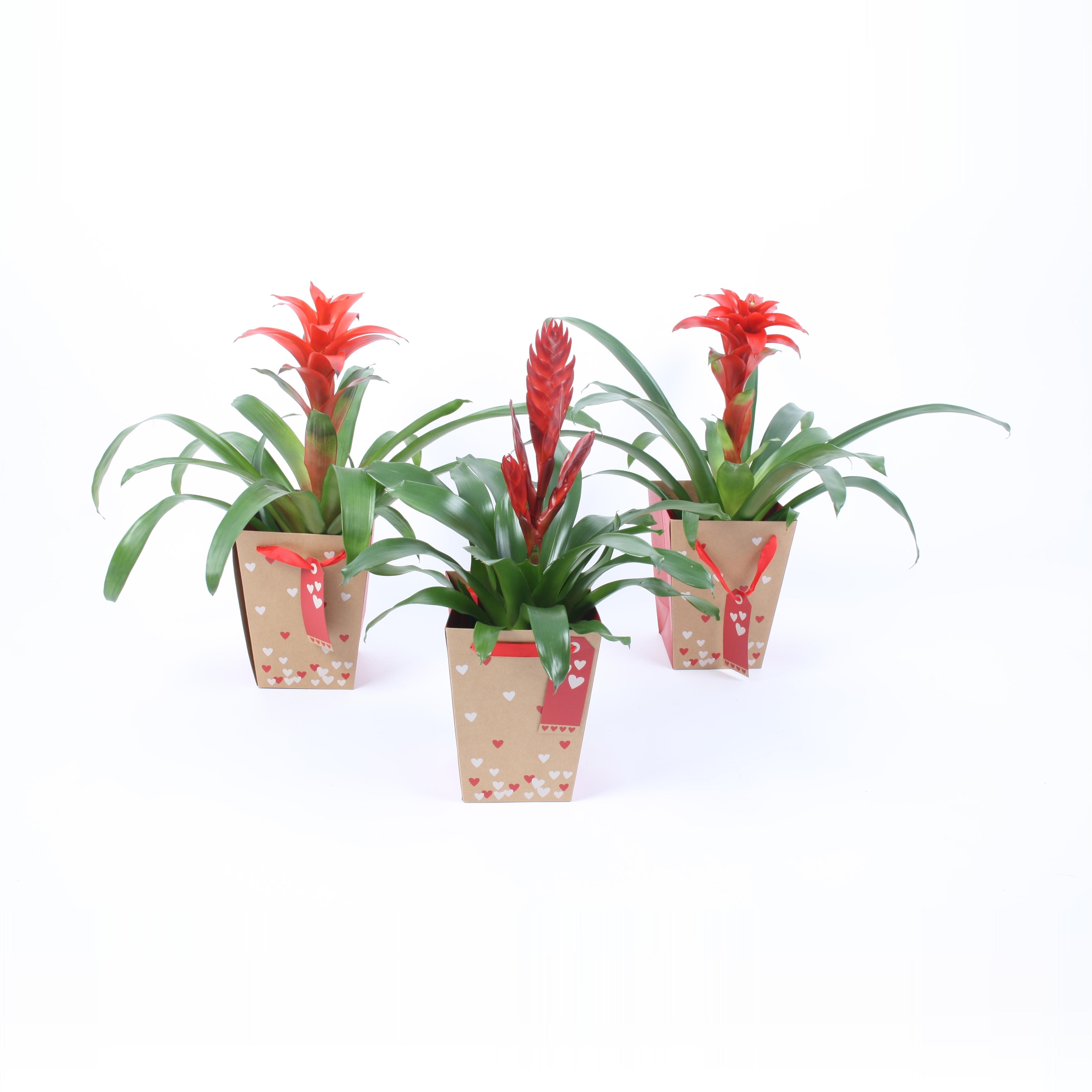 Горшечные цветы и растения оптом Bromelia Mix In Hart Paper Bag от 6шт из Голландии с доставкой по России Горшечные цветы и растения оптом Bromelia Mix In Hart Paper Bag от 6шт из Голландии с доставкой по России