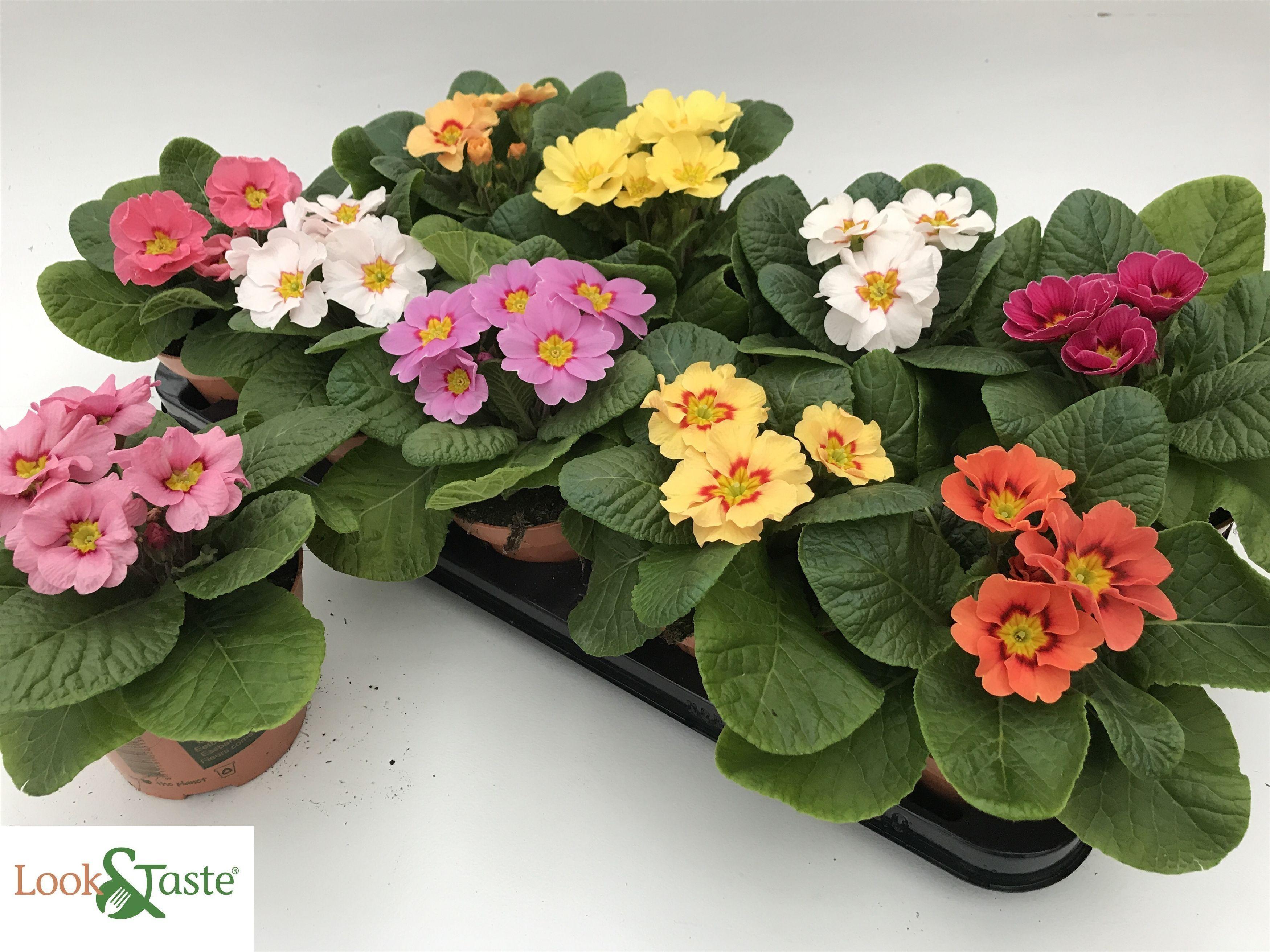 Горшечные цветы и растения оптом Prim Ac Overig от 10шт из Голландии с доставкой по России