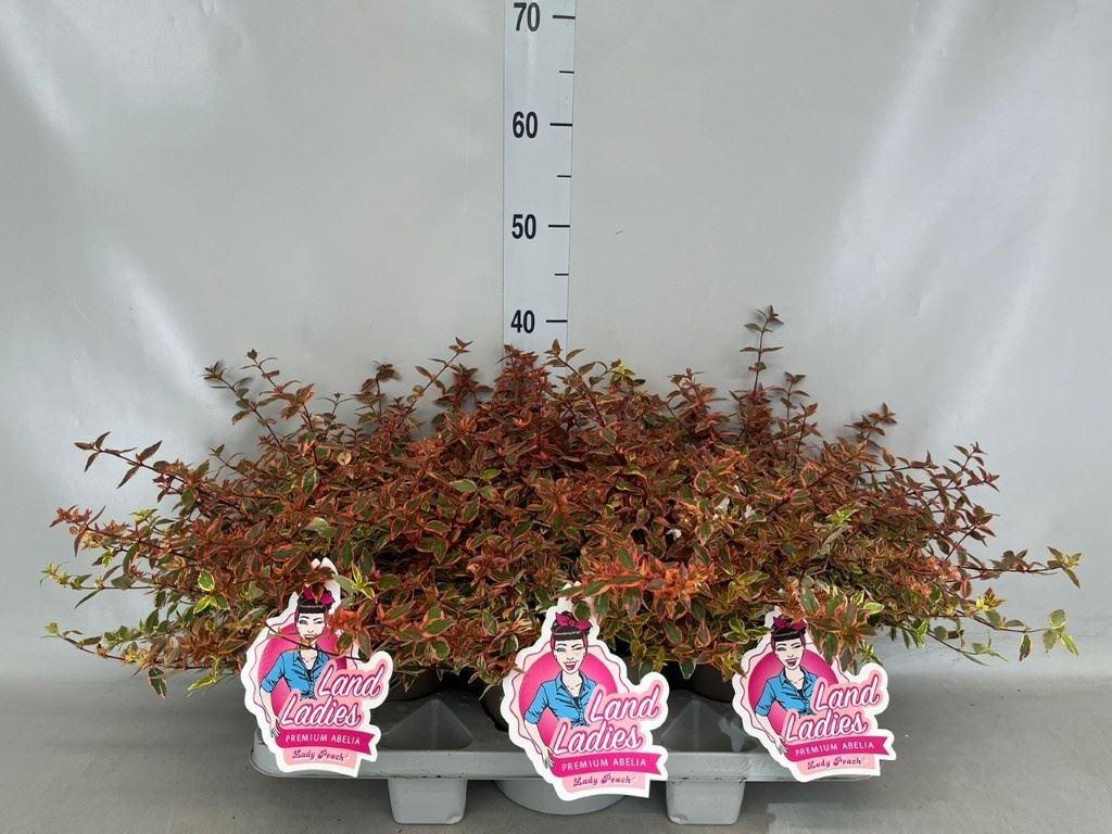 Горшечные цветы и растения оптом Abelia ... от 3шт из Голландии с доставкой по России