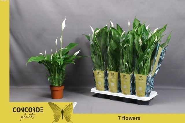 Горшечные цветы и растения оптом Spath Sweet Benito от 8шт из Голландии с доставкой по России