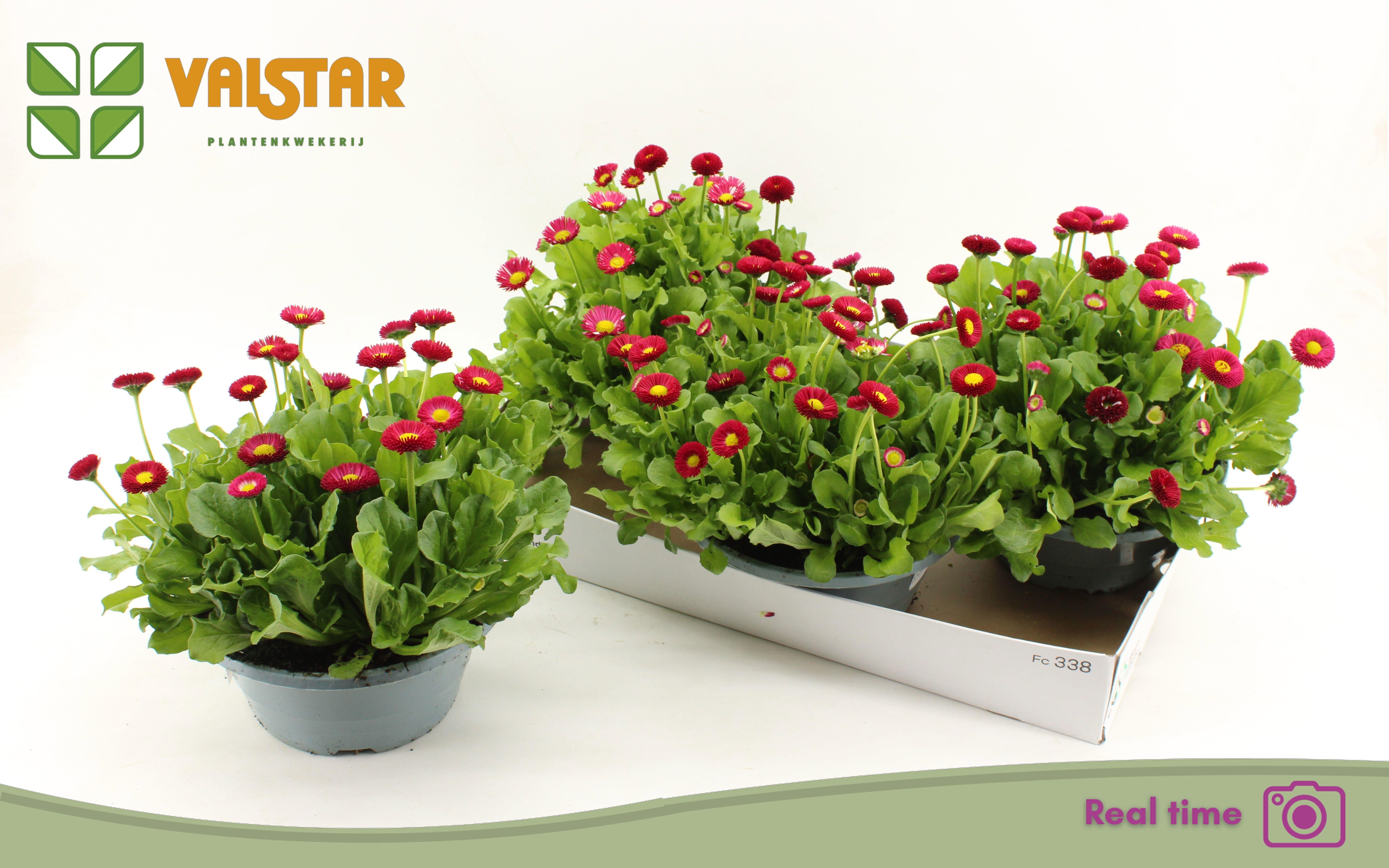 Горшечные цветы и растения оптом Bellis P Kl Bel Red от 3шт из Голландии с доставкой по России