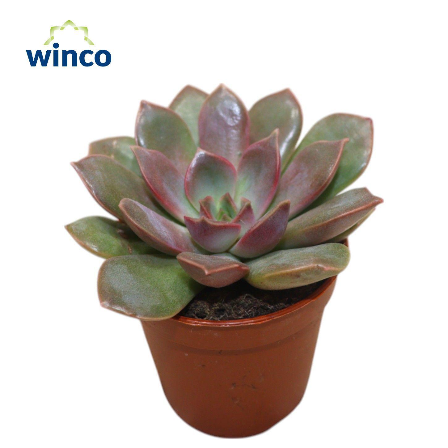 Горшечные цветы и растения оптом Echev Ov от 20шт (для телеги) из Голландии с доставкой по России