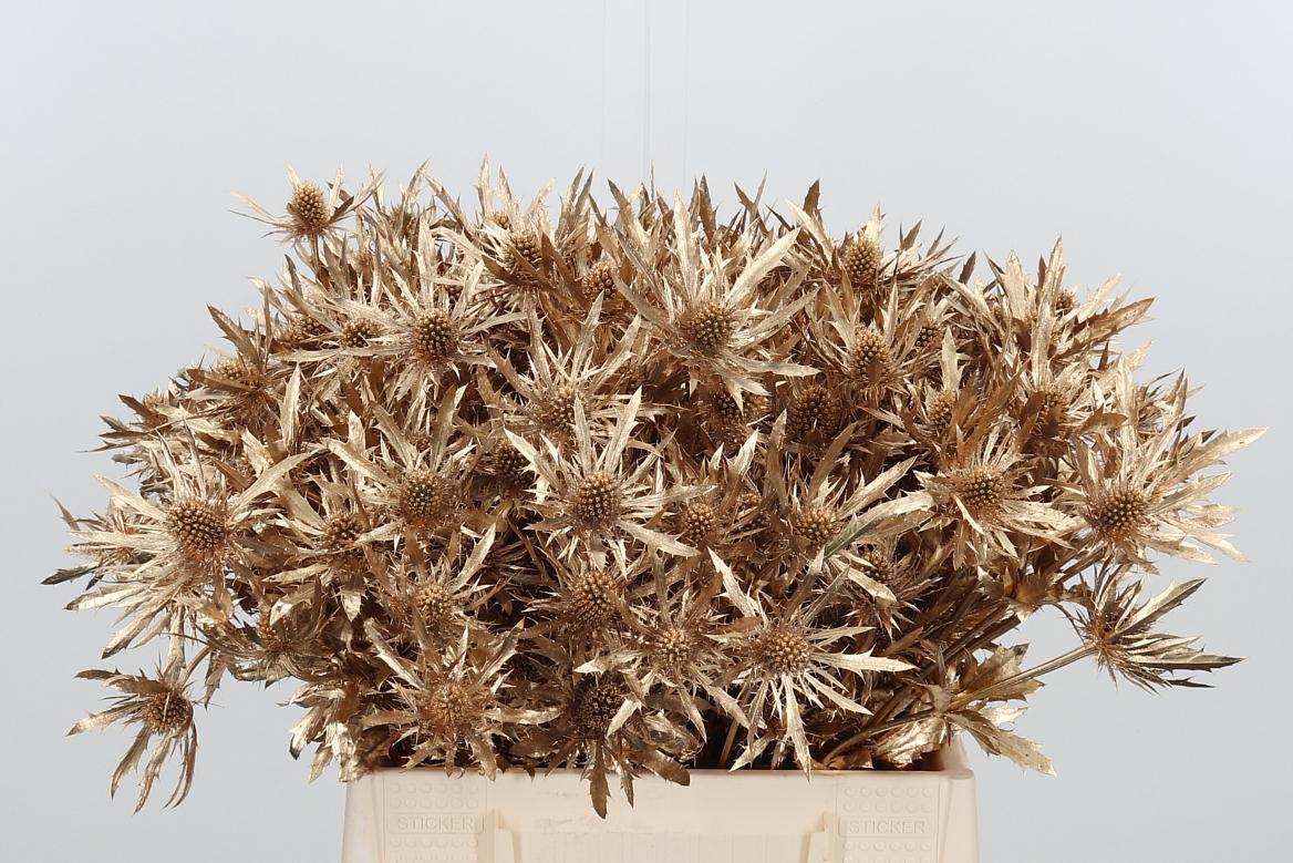 Срезанные цветы оптом Eryngium orion paint antique gold от 60шт из Голландии с доставкой по России
