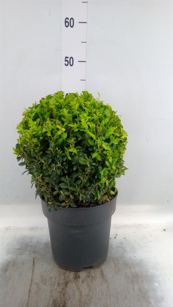 Горшечные цветы и растения оптом Buxus Semp.   ... от 1шт из Голландии с доставкой по России