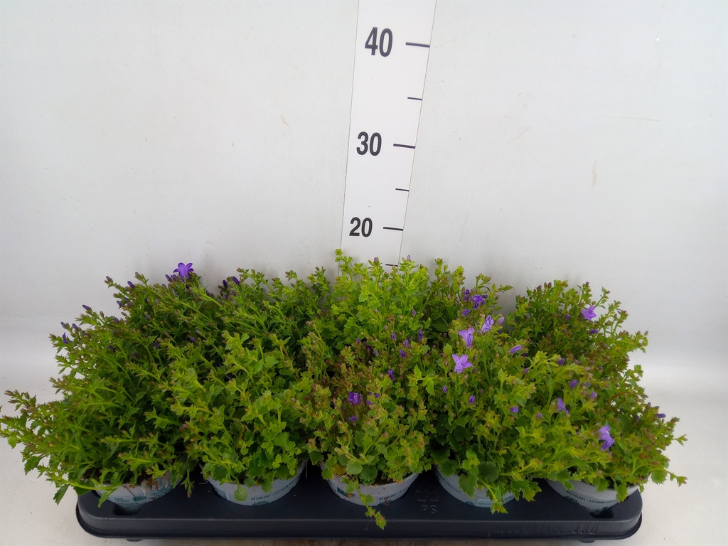 Горшечные цветы и растения оптом Campanula Porten. от 10шт (для телеги) из Голландии с доставкой по России