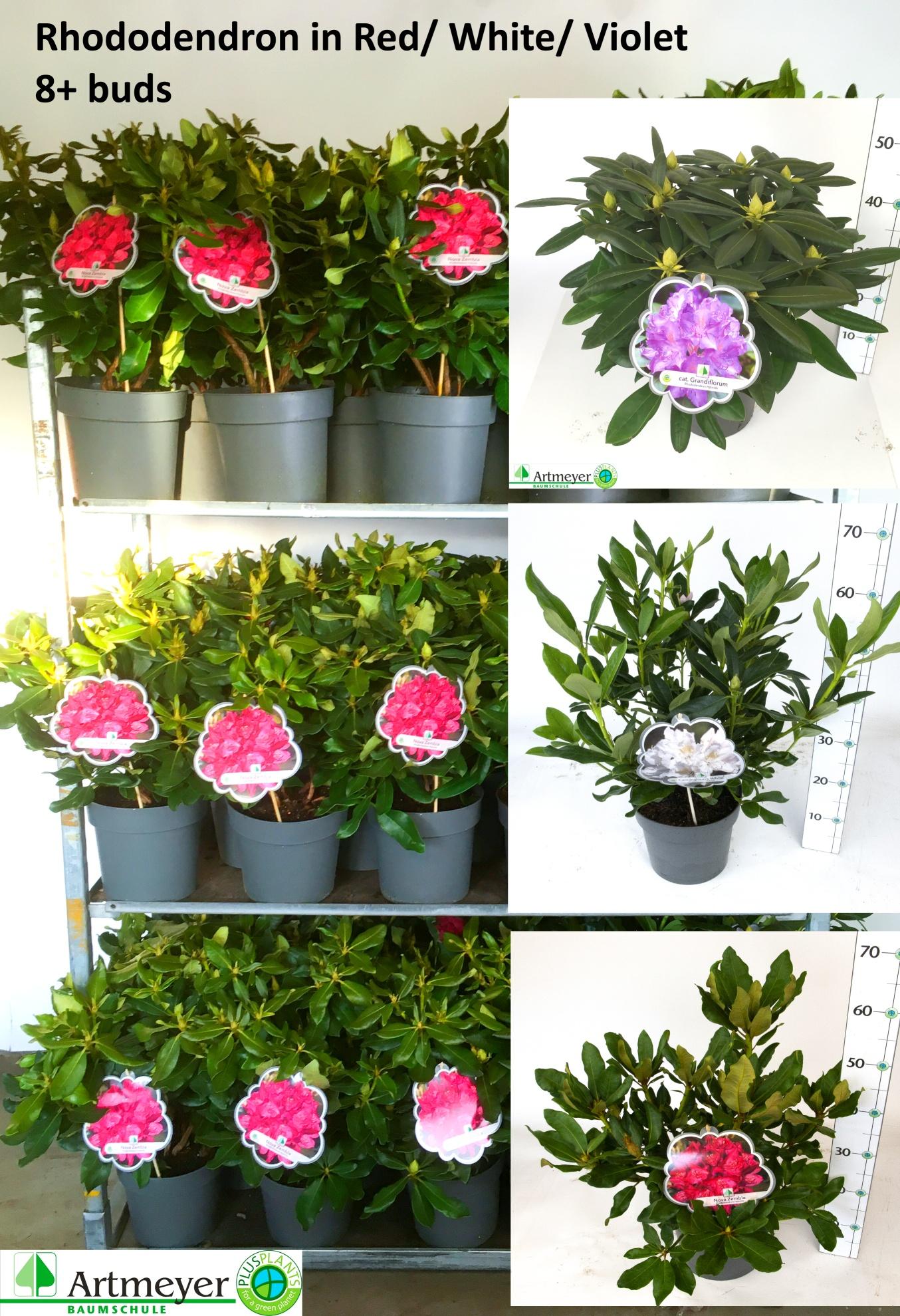 Горшечные цветы и растения оптом Rhod Cat Ov от 1шт из Голландии с доставкой по России