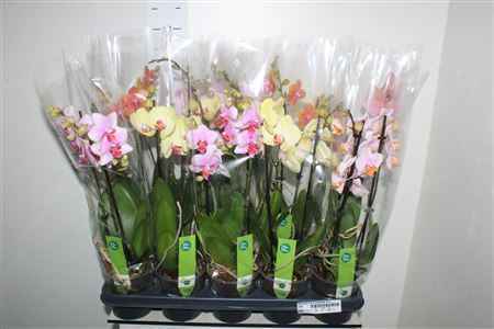 Горшечные цветы и растения оптом Phal Gem 5 Kl 2 Branches 12+ от 10шт из Голландии с доставкой по России