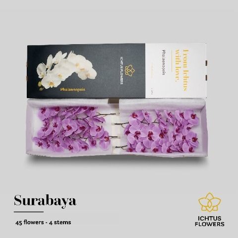 Срезанные цветы оптом Phalaenopsis surabaya (per flower) от 45шт из Голландии с доставкой по России