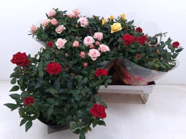 Горшечные цветы и растения оптом Rosa Favourite Mix 3 Kl. от 4шт из Голландии с доставкой по России