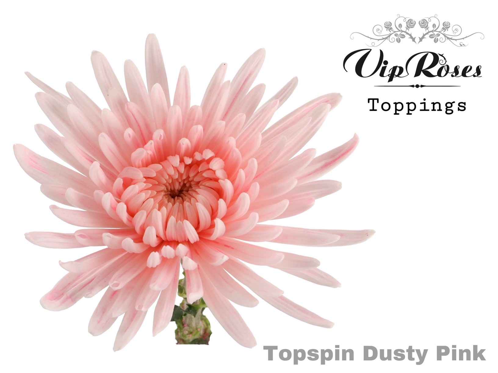 Срезанные цветы оптом Chrys bl paint topspin dusty pink от 20шт из Голландии с доставкой по России